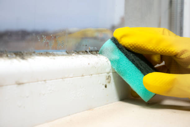 Best Industrial Mold Remediation in Whiteriver, AZ